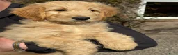 Mixed Breed dogs for sale: Goldendoodles ready now! in Inverness - Advert 1