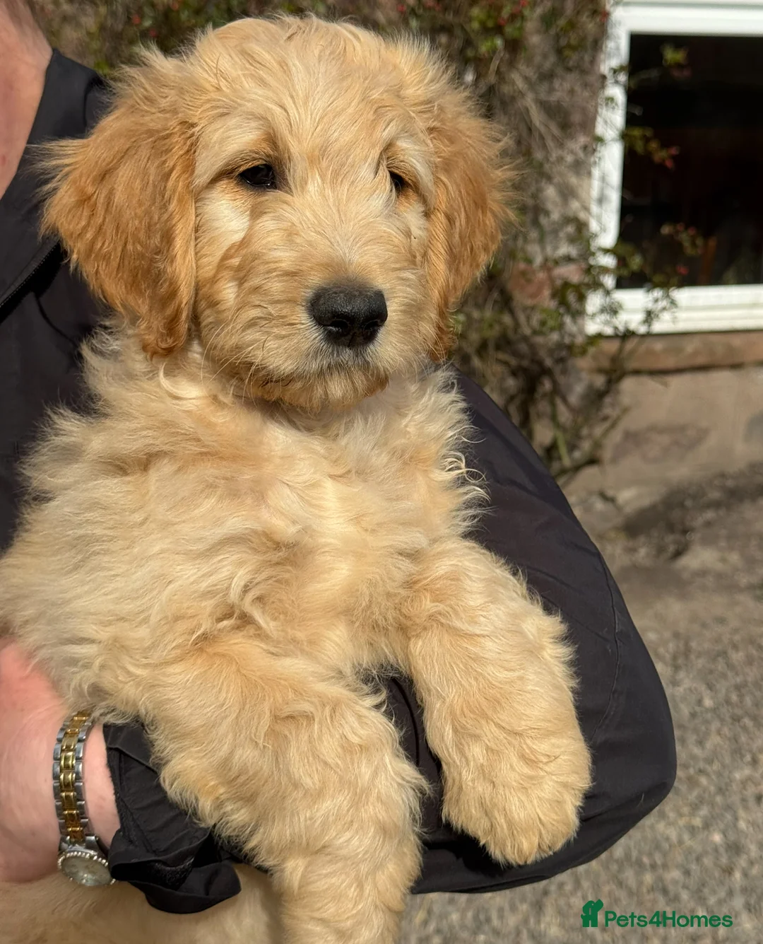 Mixed Breed dogs for sale: Goldendoodles ready now! in Inverness - Advert 1