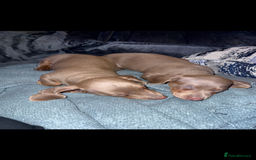 Miniature Dachshund dogs for sale: Male miniature dachshund  - Image 2