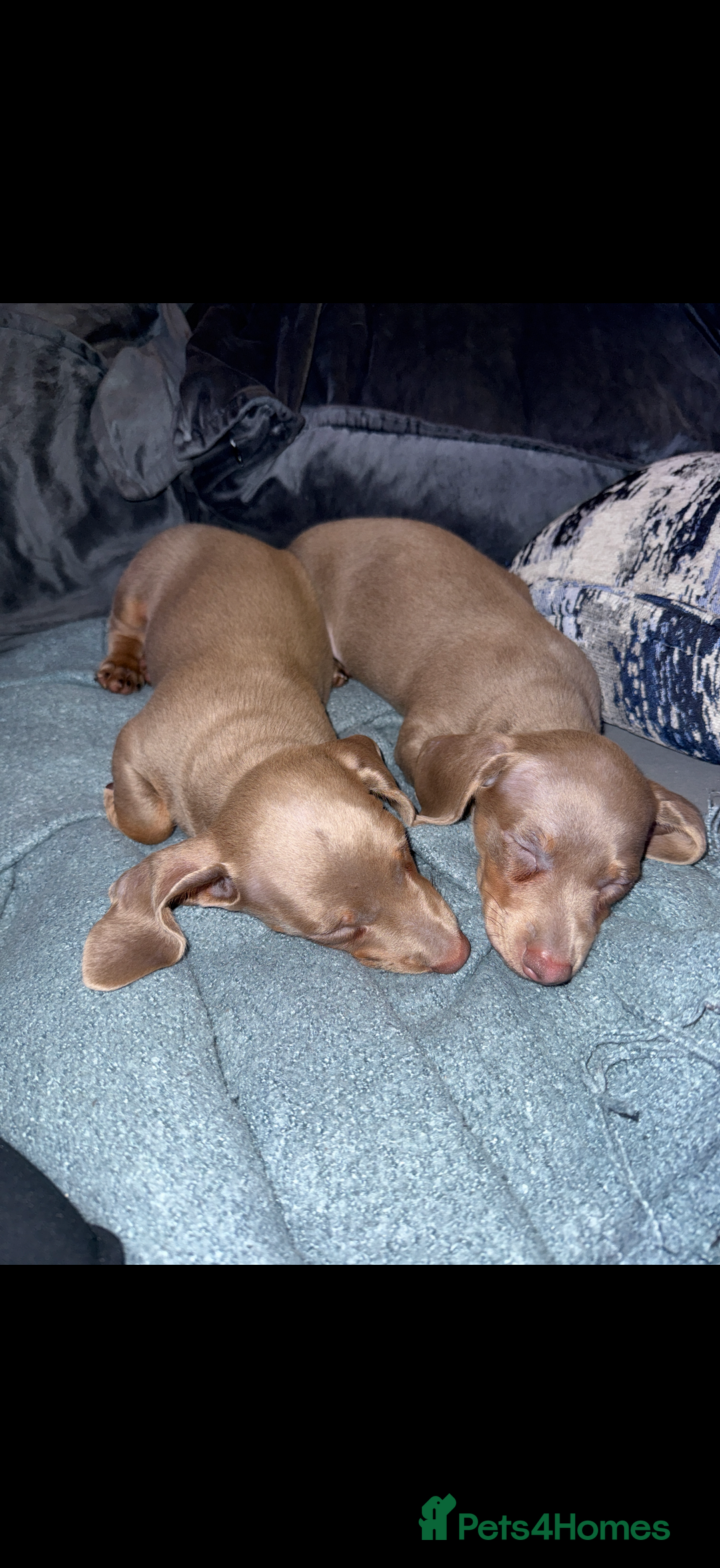 Miniature Dachshund dogs for sale: Male miniature dachshund  - Image 2