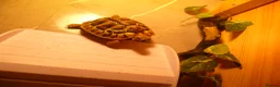 Hermann Tortoise reptiles for sale: 1 Year Old Hermann Tortoise with Tortoise Table - Advert 2