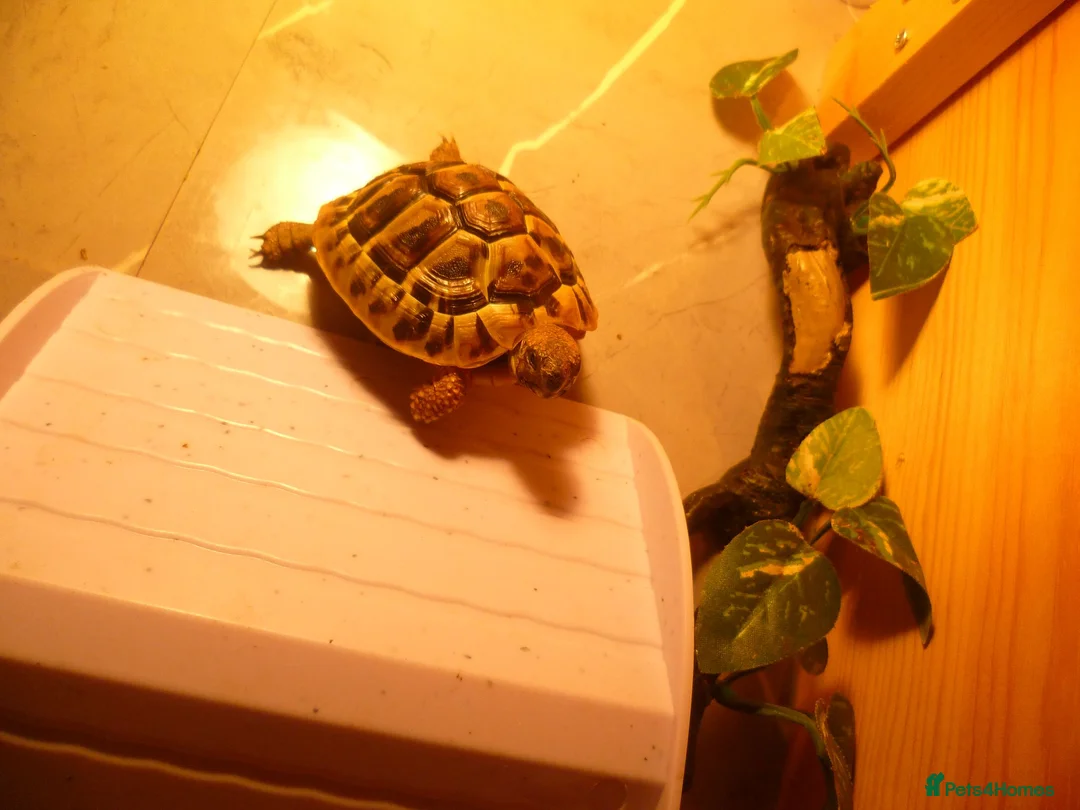 Hermann Tortoise reptiles for sale: 1 Year Old Hermann Tortoise with Tortoise Table - Advert 2