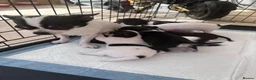 Chihuahua dogs for sale: Puppies - Advert 2