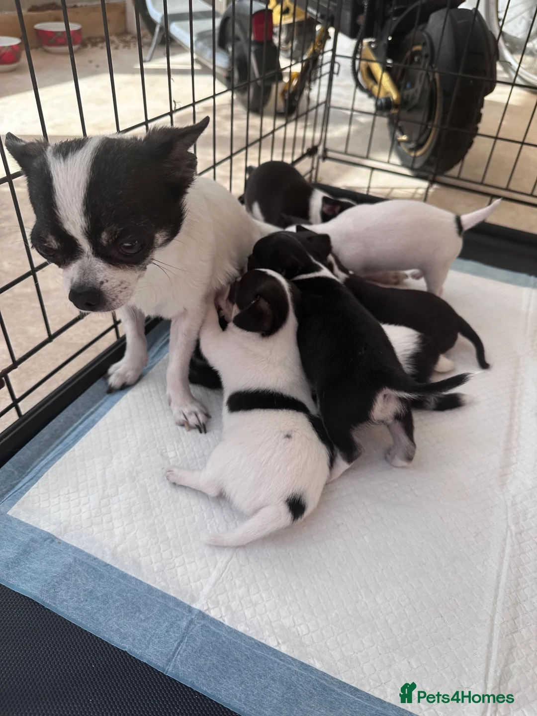 Chihuahua dogs for sale: Puppies - Advert 2