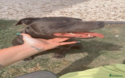 Staffordshire Bull Terrier dogs for sale: Male blue staffy  - Image 6