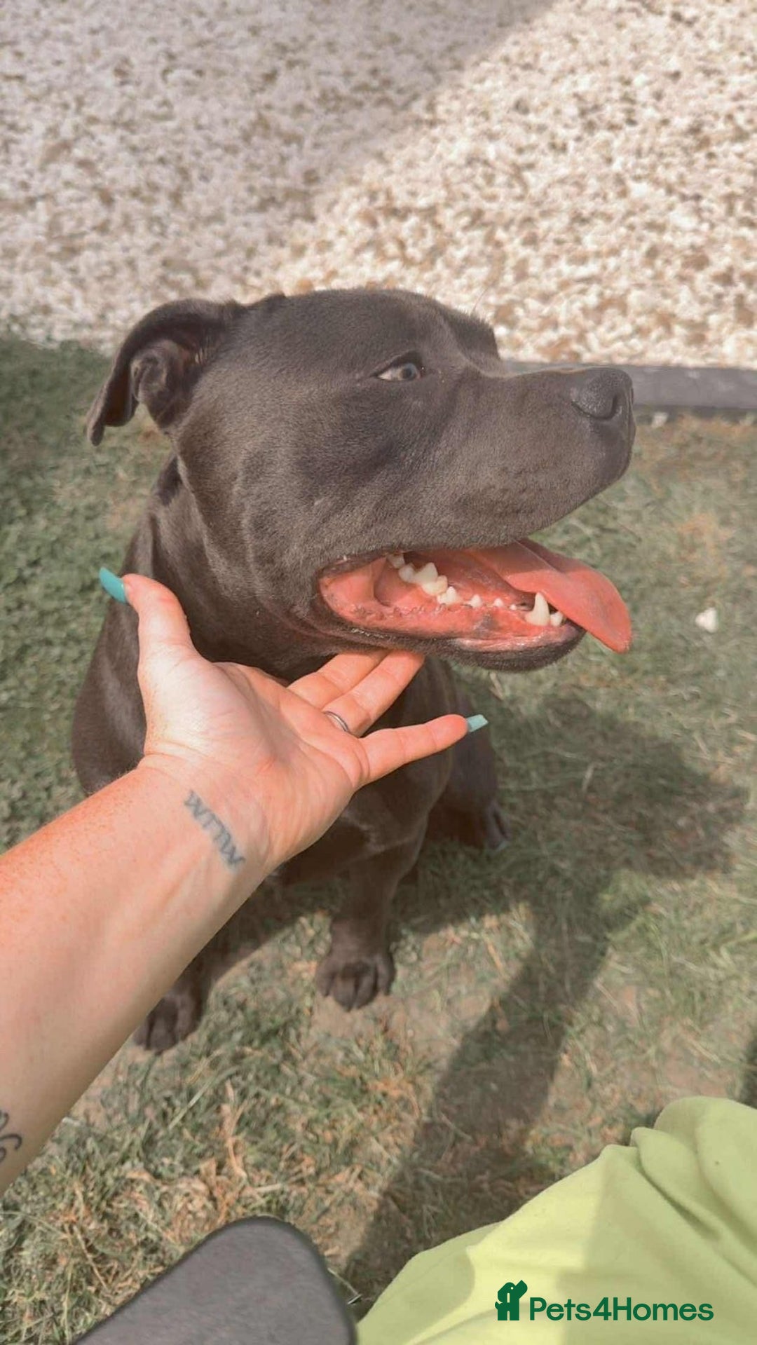 Staffordshire Bull Terrier dogs for sale: Male blue staffy  - Image 6