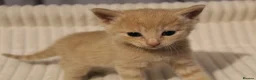 British Shorthair cats for sale: Stunning british short hair kittens 🐱  - Advert 13