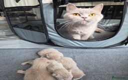 British Shorthair cats for sale: Lilac BSH  - Image 1