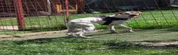 Mixed Breed dogs for adoption: Anjo  in Ormskirk - Advert 4