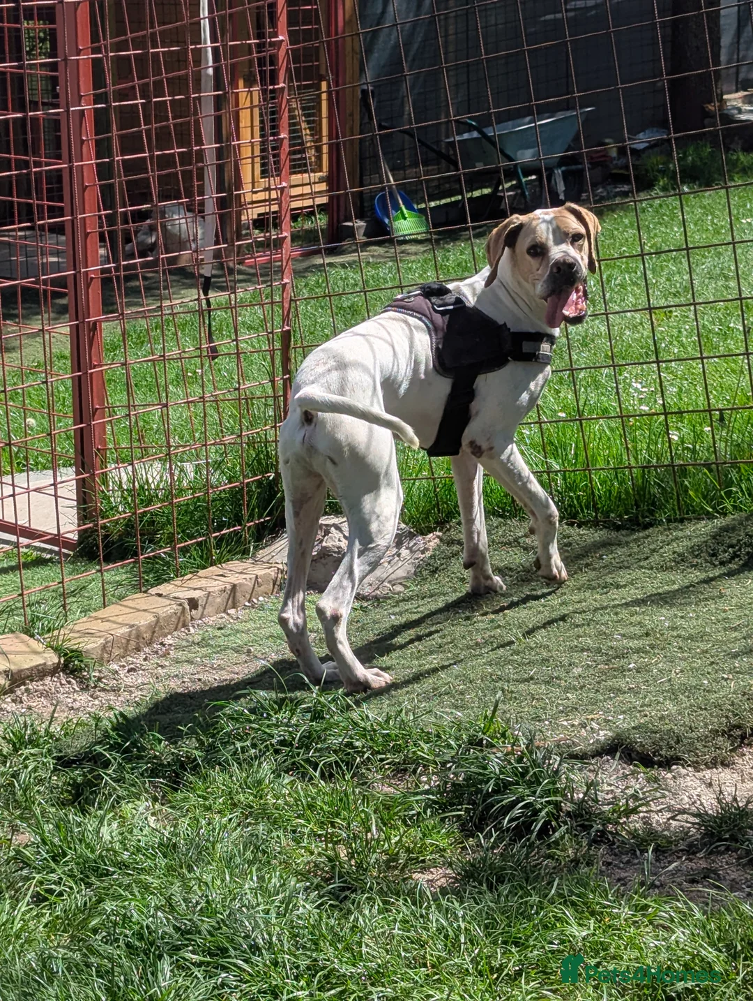 Mixed Breed dogs for adoption: Anjo  - Advert 9