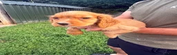 Cocker Spaniel dogs for sale: Working kc registered pups - Advert 6
