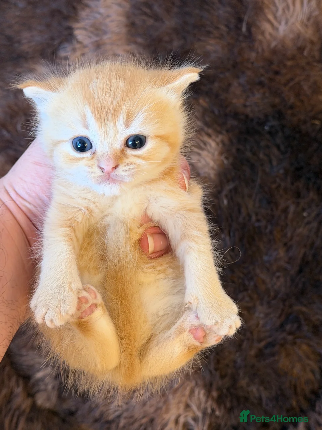 British Longhair cats for sale: 4 Gorgeous Fluffy Kittens Ginger Boys Tabby Girls - Advert 23