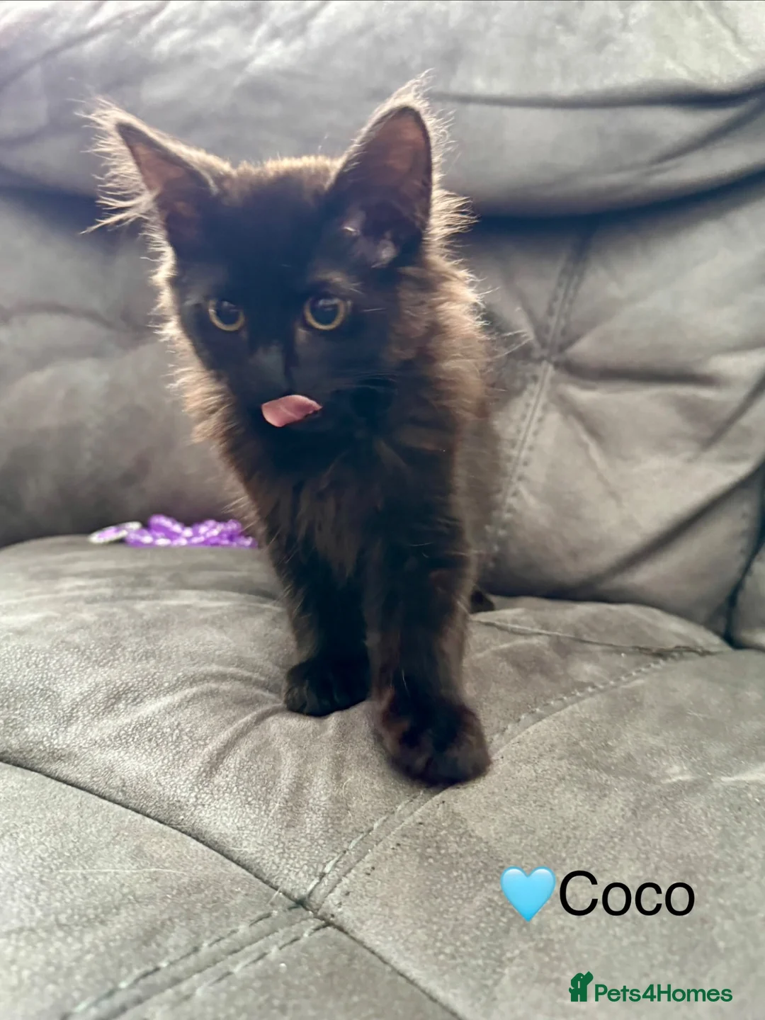 Domestic Shorthair cats for sale: Beautiful Kittens - Ready Now 🐱 - Advert 5