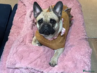 Frug dogs Frenchi x pug - Advert 3