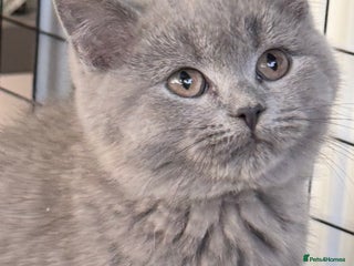 British Shorthair cats Bsh Cute Teddy Bears - Advert 3