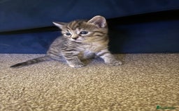 Mixed Breed cats for sale: 4 beautiful tabby kittens for sale  - Image 5