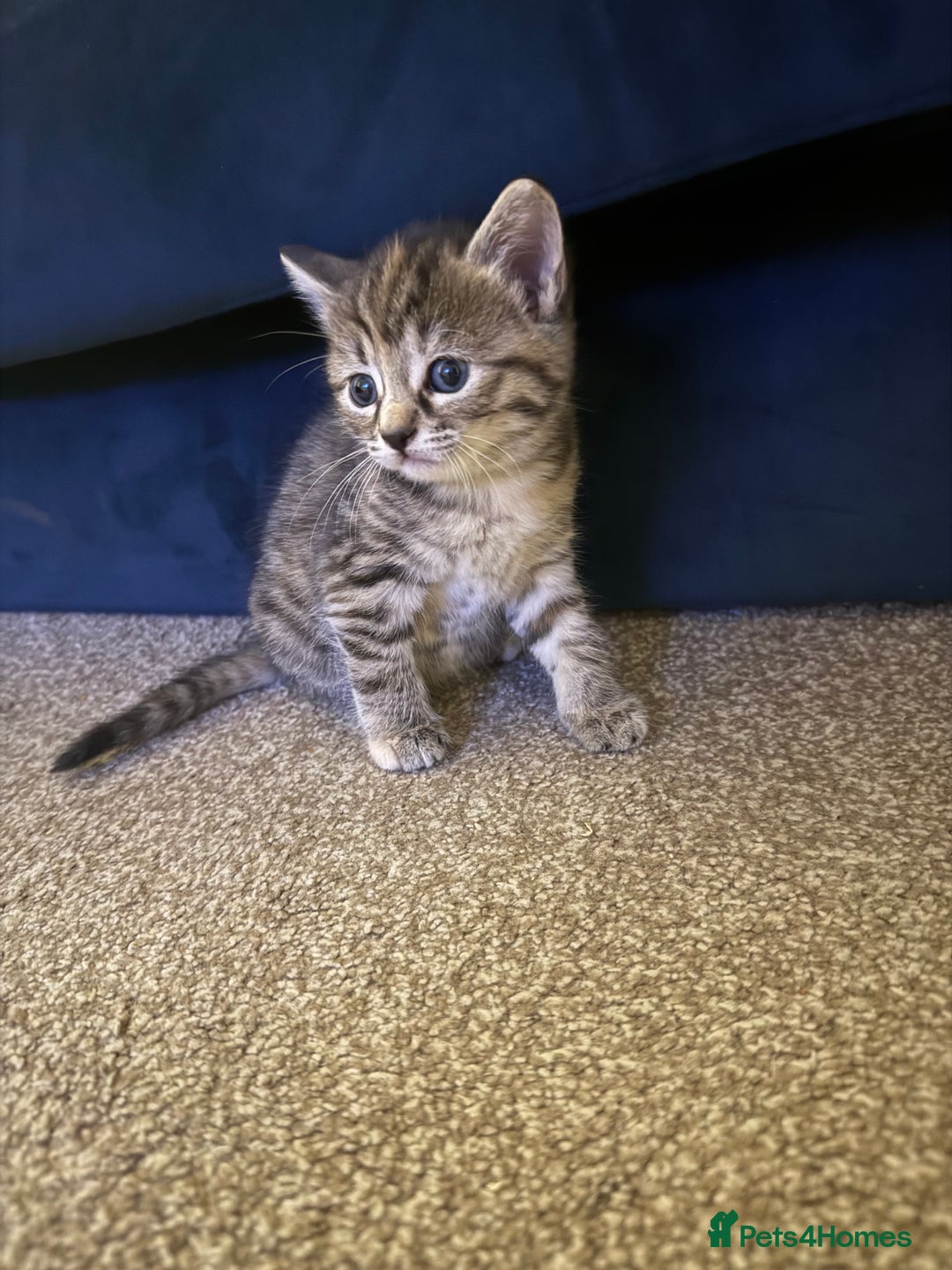 Mixed Breed cats for sale: 4 beautiful tabby kittens for sale  - Image 5