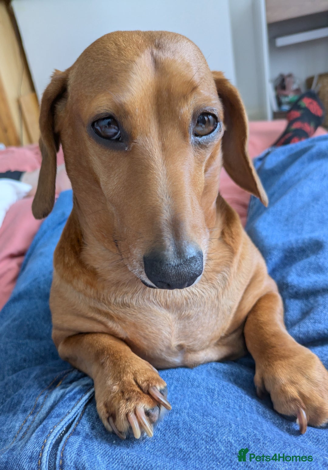 Miniature Dachshund dogs for adoption: BEEFY 6yr old mini Dachshund - Image 1