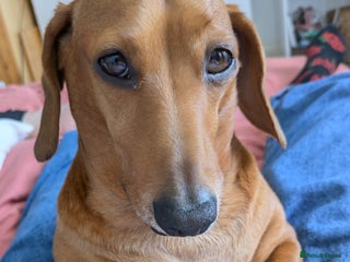 Miniature Dachshund dogs - Advert 3