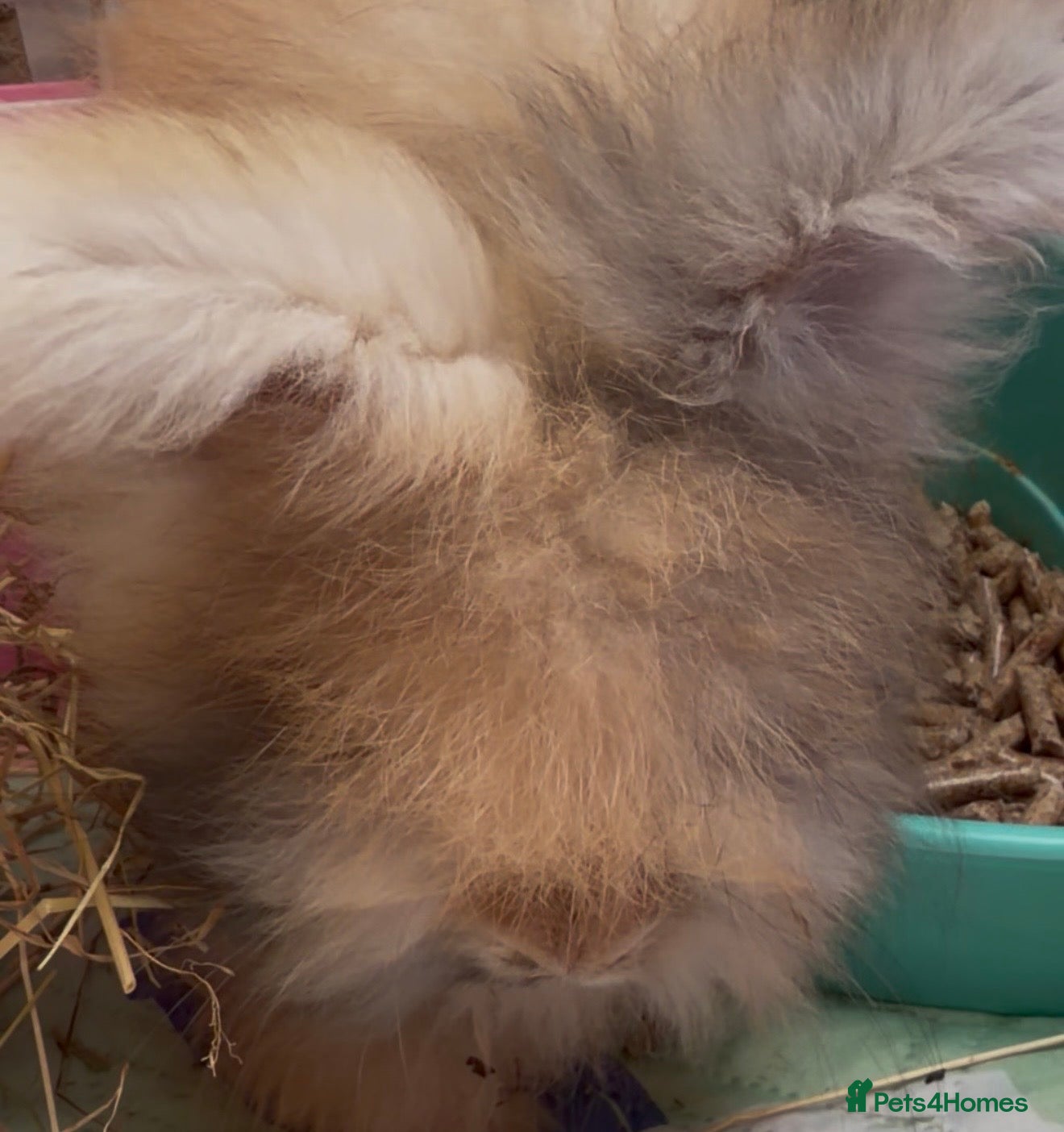 Angora rabbits Angora purebred full face *** ready now *** - Advert 2