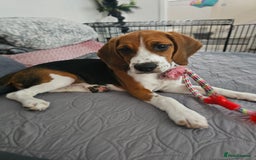 Beagle dogs for sale: Stunning Beagle girl  - Image 8