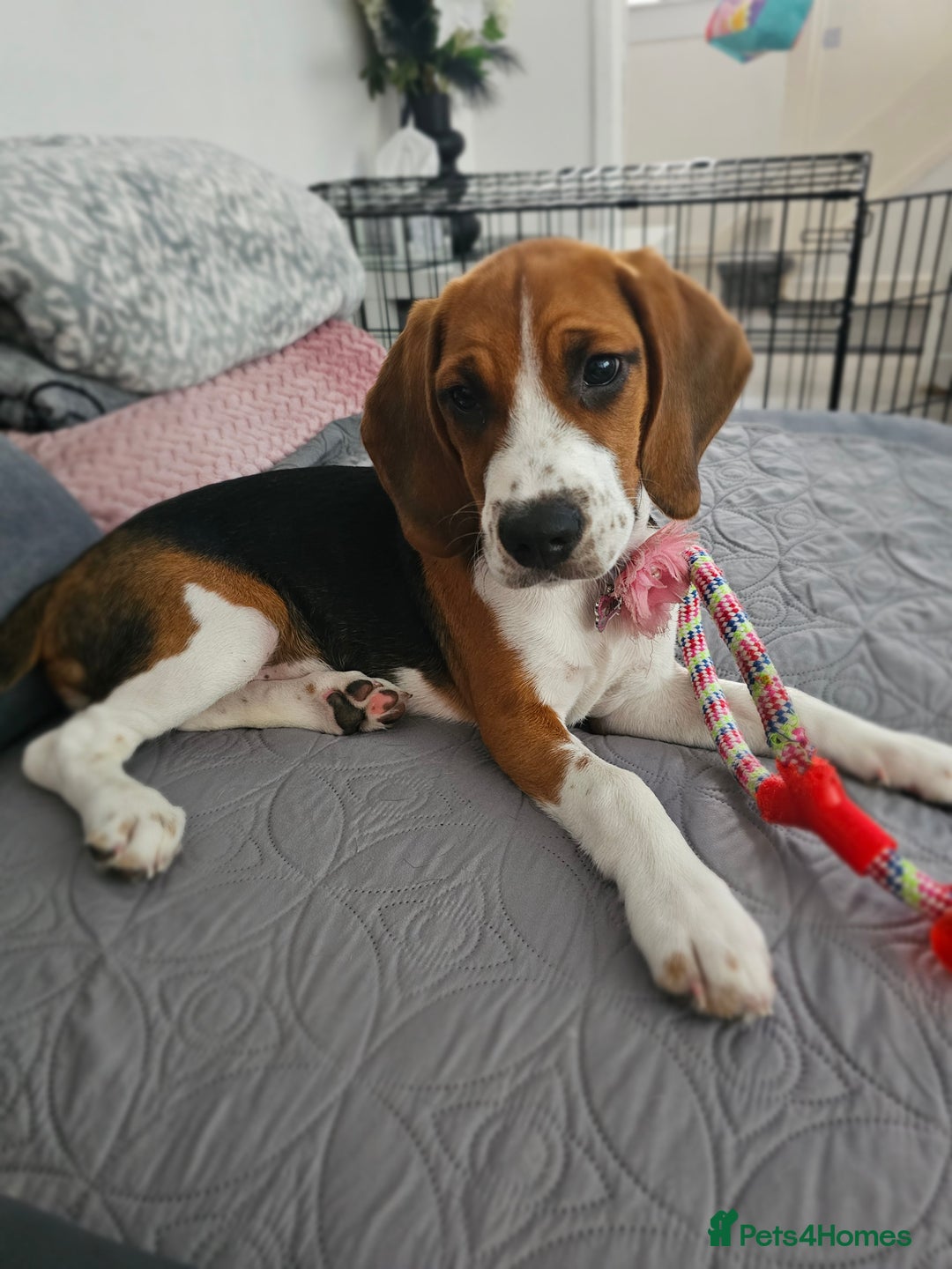 Beagle dogs for sale: Stunning Beagle girl  - Image 8