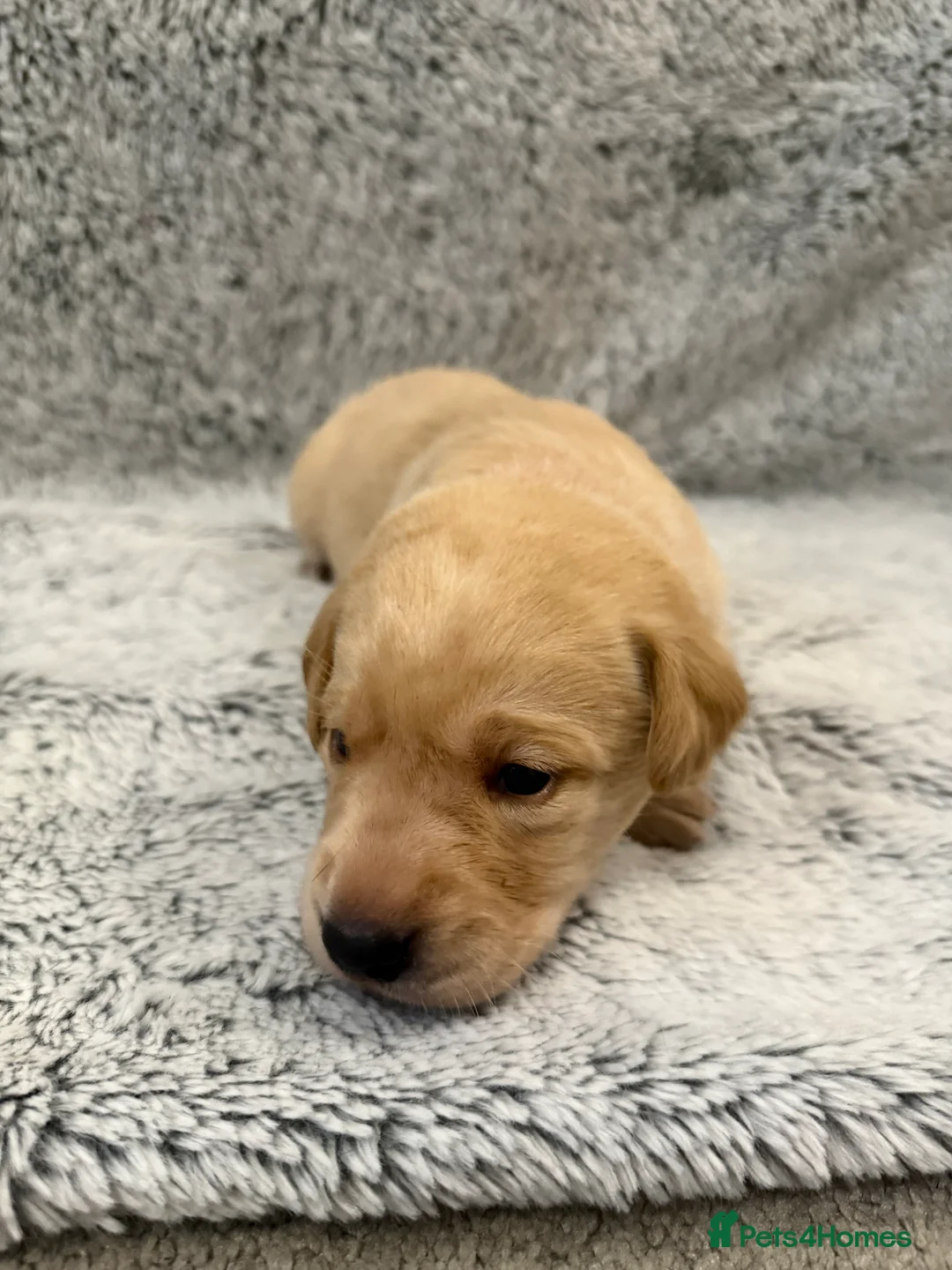 Labrador Retriever dogs for sale: KC Registered Labrador Retriever Puppies - Advert 18
