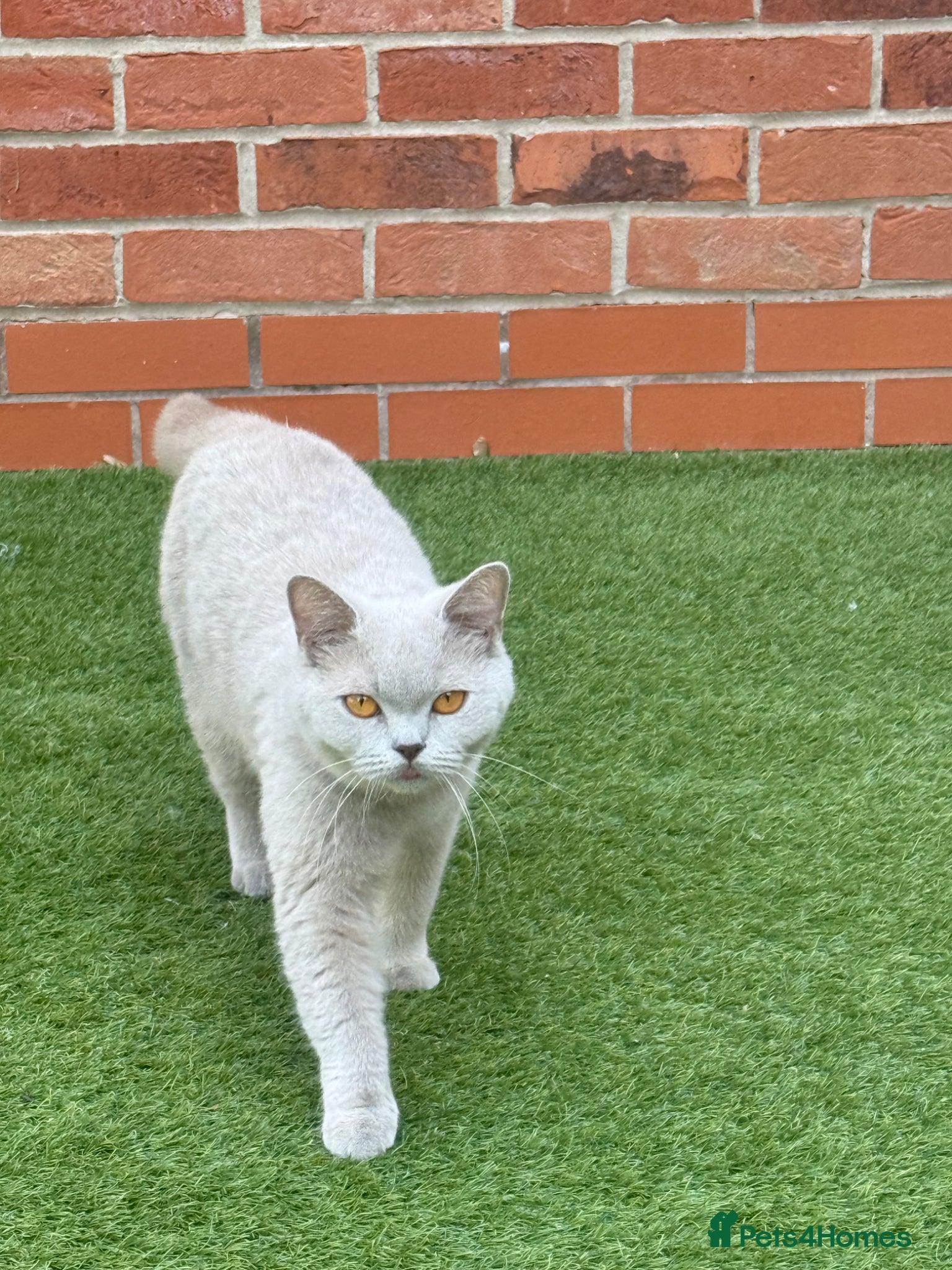 British Shorthair cats Beautiful kitten looking for a loving home  - Advert 1