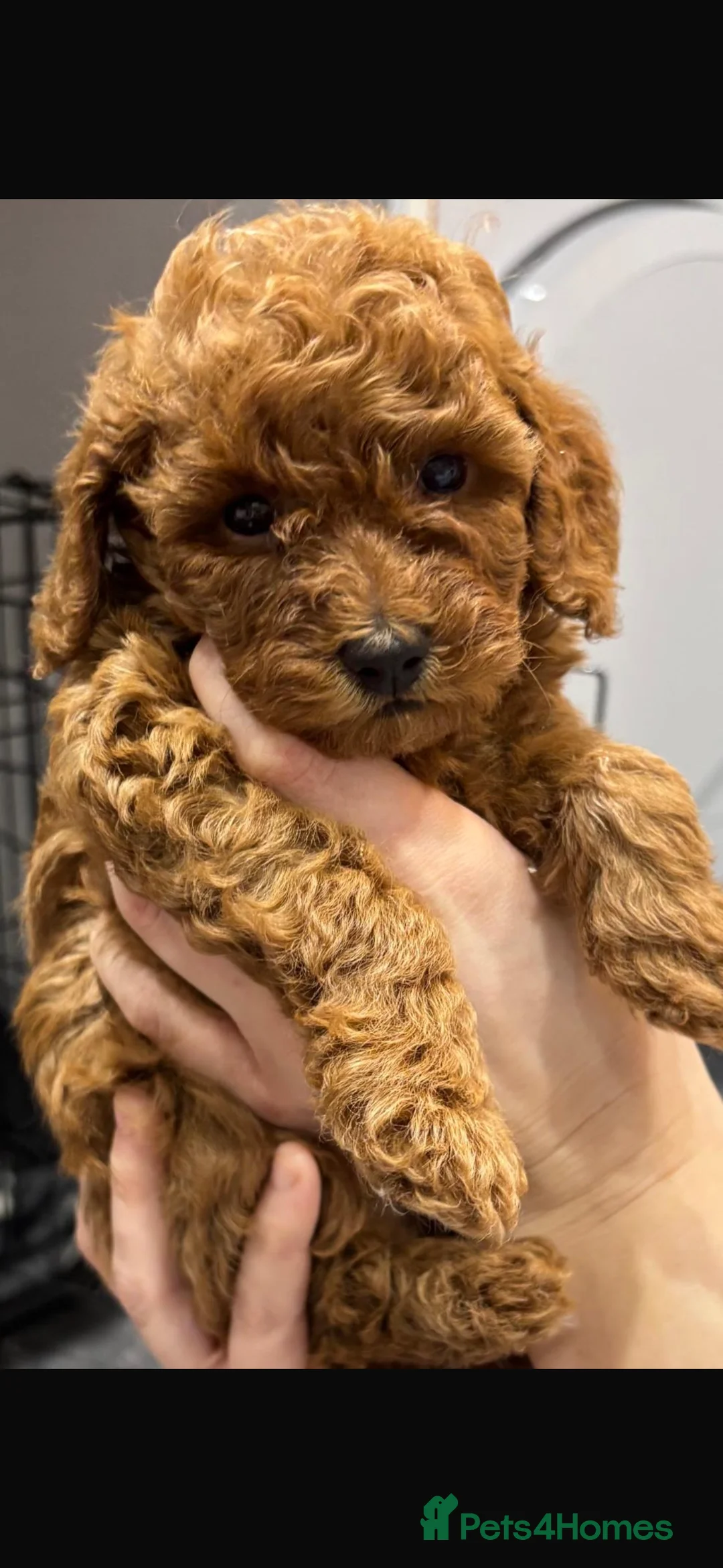Miniature Poodle dogs for sale: Miniature poodles  in Gravesend - Advert 8