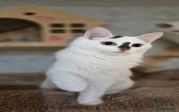 Munchkin cats for sale: Purebred TICA reg. Munchkin kittens ready to go  - Image 21