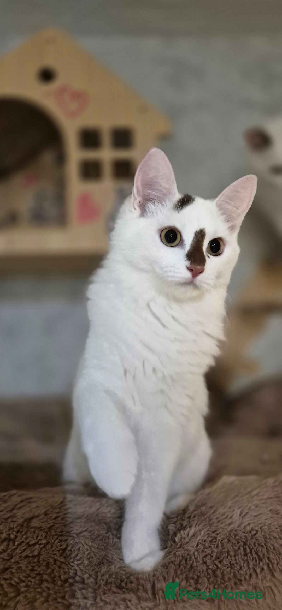 Munchkin cats for sale: Purebred TICA reg. Munchkin kittens ready to go  - Image 21