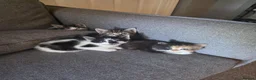 Domestic Shorthair cats for sale: 4 little kittens are looking for a family in Norwich - Advert 11