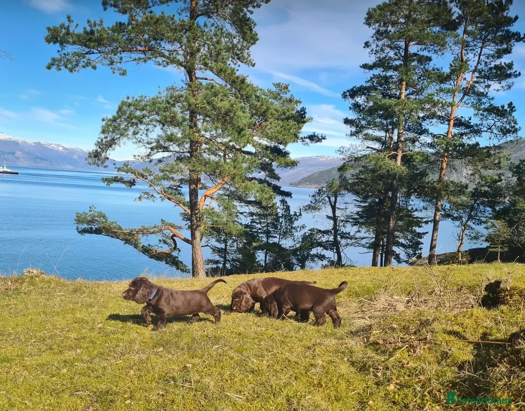 Field Spaniel dogs for sale: F2 Field Pups Cute & Ready for Their New Families  in Dover - Advert 2