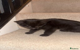Mixed Breed cats for sale: 2x black female READY TO GO TODAY - Image 2