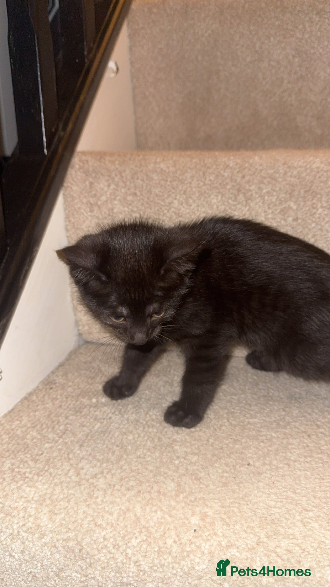 Mixed Breed cats for sale: 2x black female READY TO GO TODAY - Image 2