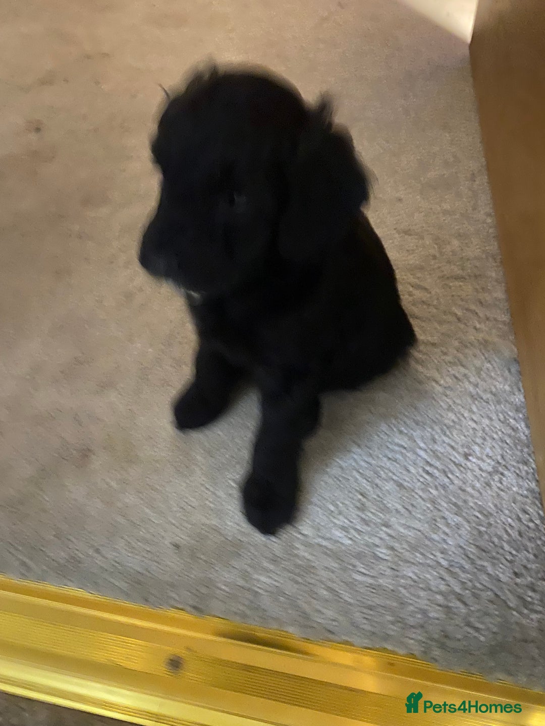 Cockapoo dogs for sale: Cockerpoo puppies Two Boys - Advert 2