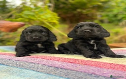 Cocker Spaniel dogs for sale: Beautiful cocker spaniel Boys  - Image 4