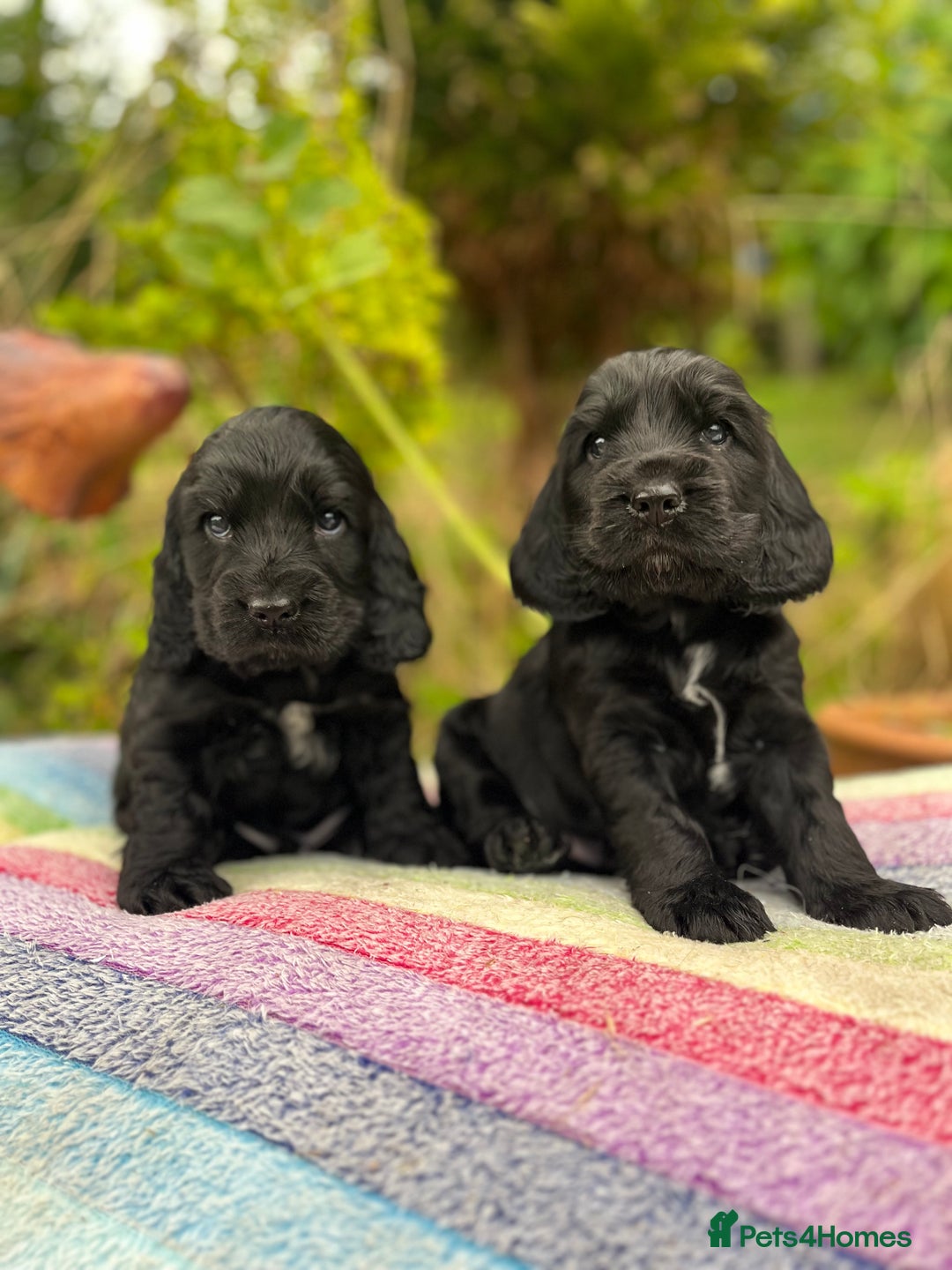Cocker Spaniel dogs for sale: Beautiful cocker spaniel Boys  - Image 4