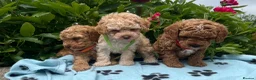 Cavapoochon dogs for sale: Cavapoochon puppies  - Advert 10