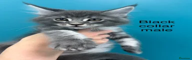 Maine Coon Kitten 5