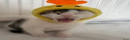 Japanese Bobtail cats for sale: Tutu  - Advert 3