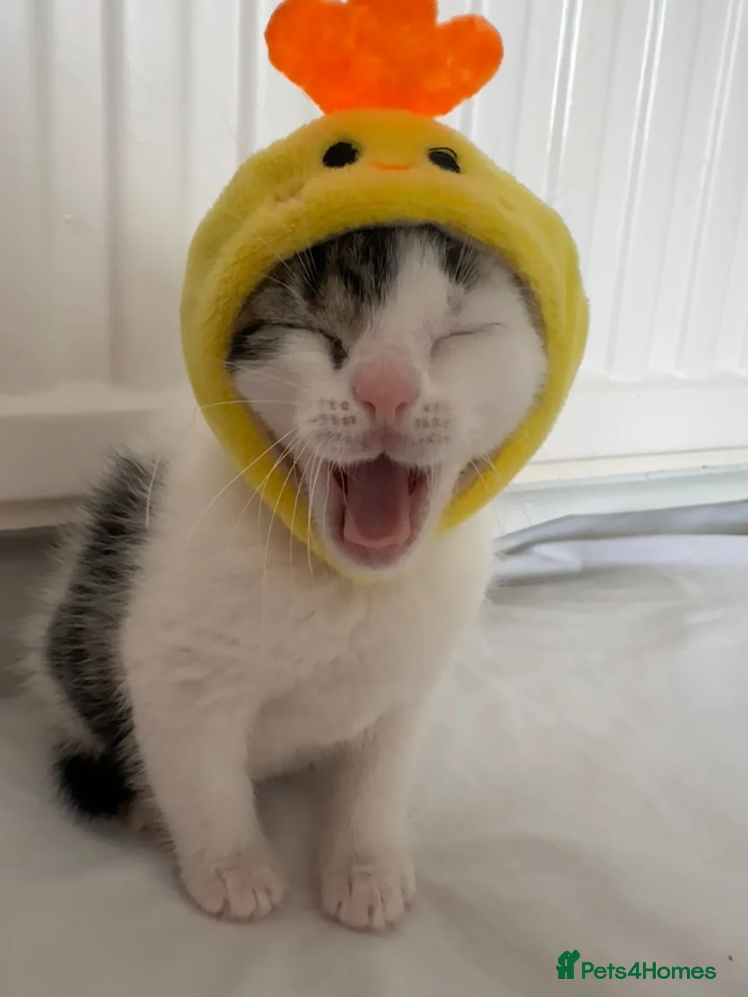 Japanese Bobtail cats for sale: Tutu  - Advert 3