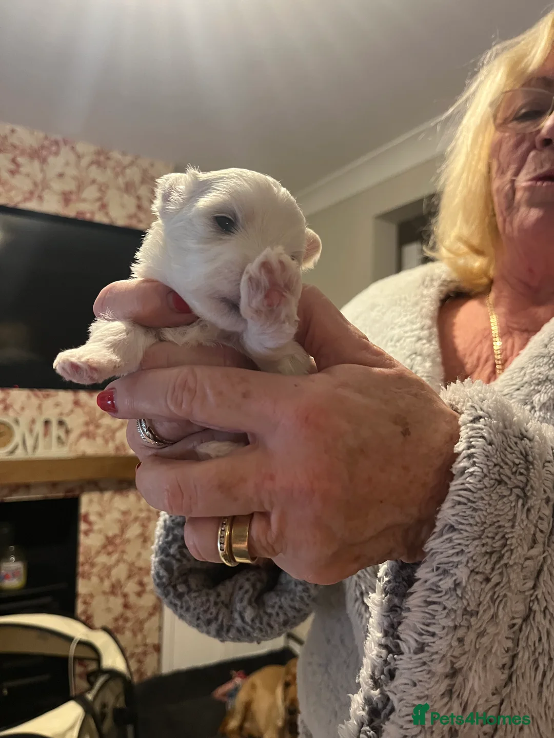 Maltese dogs for sale: Maltese babies - Advert 14