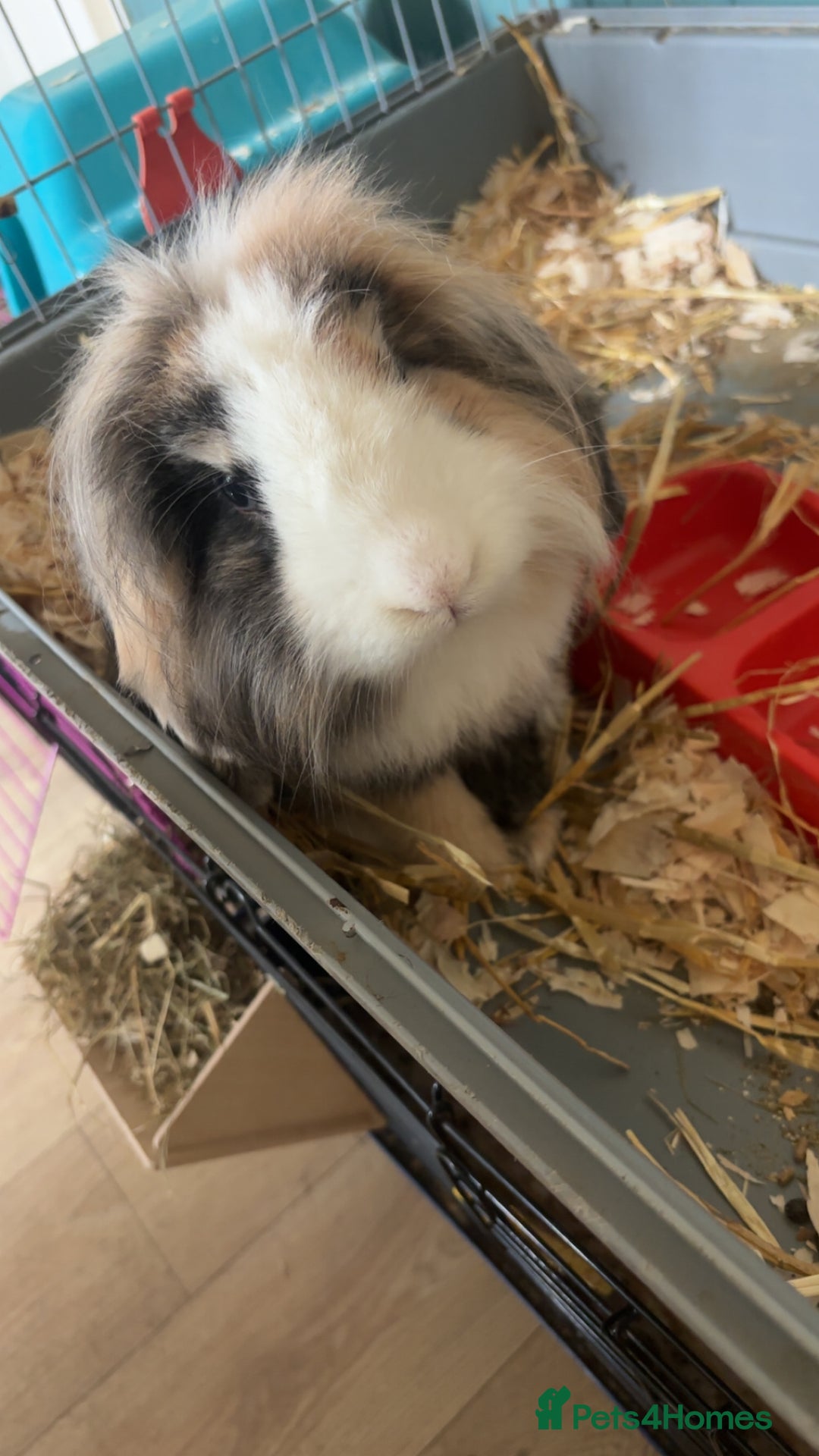 Lionhead rabbits for sale: Two male lionhead X Lop rabbits  - Image 2