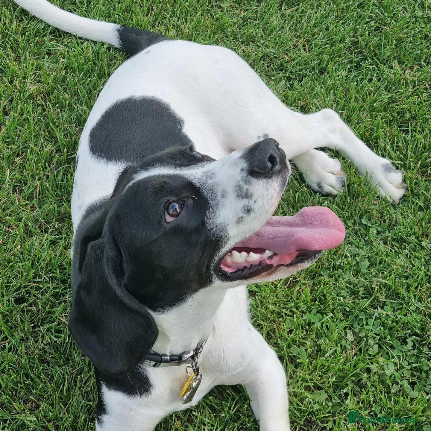 Mixed Breed dogs 3 year old beagle x spaniel - Advert 4