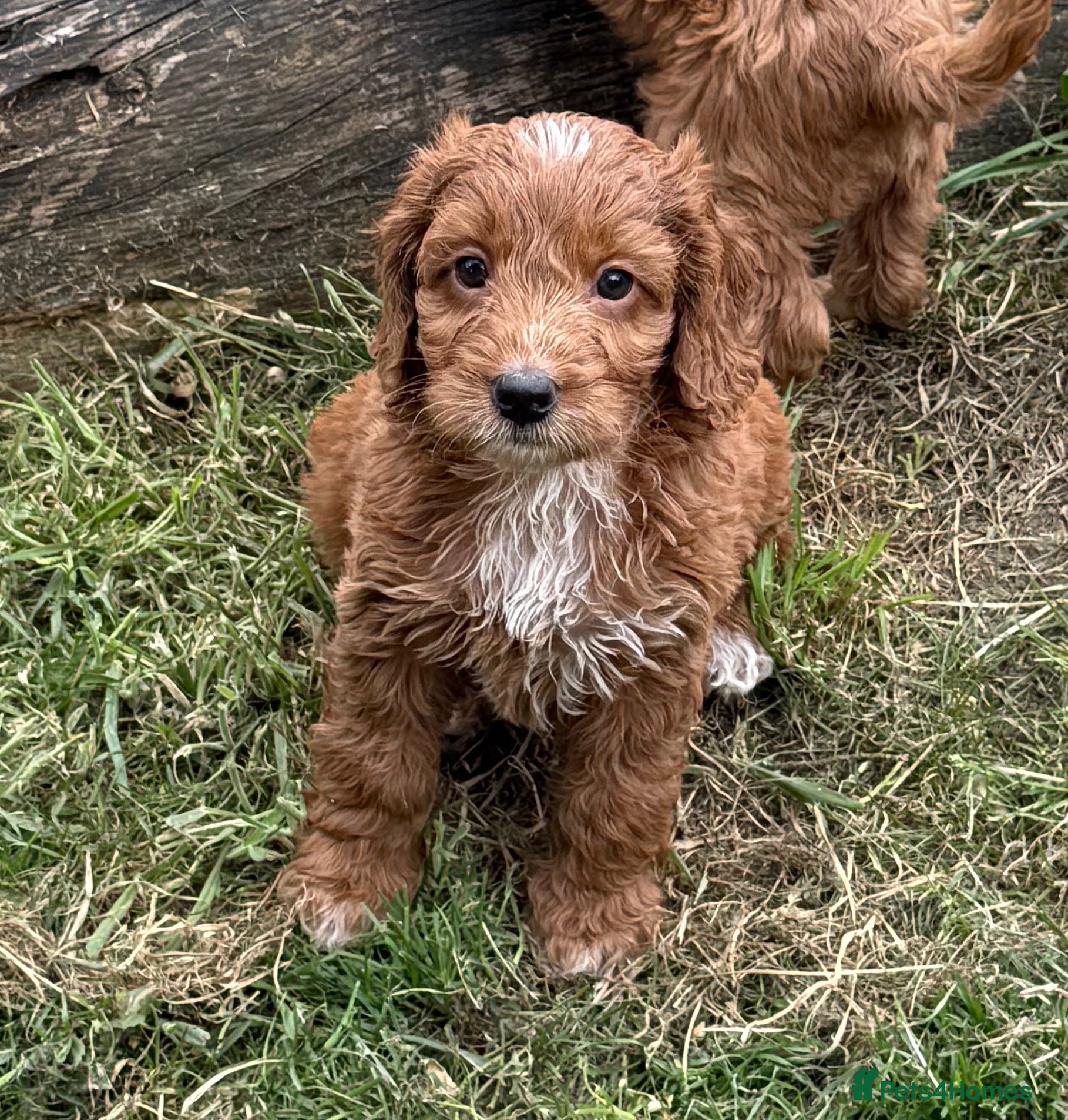 Cockapoo dogs READY NOW fabulous F1s 3rd gen of my breeding - Advert 15