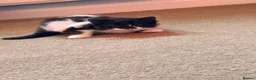 Mixed Breed cats for sale: Kittens for sale  - Advert 11