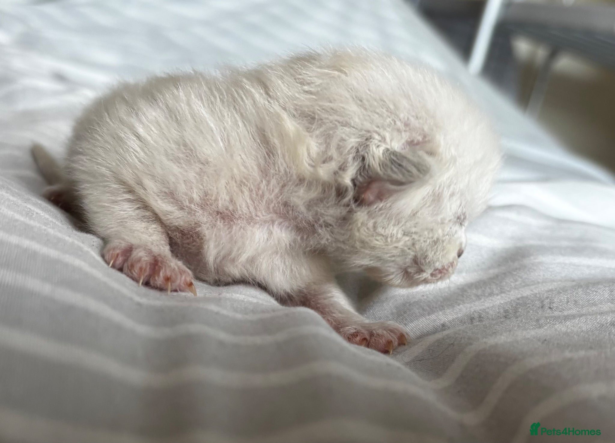 Ragdoll cats Gorgeous full ragdoll kittens  - Advert 4