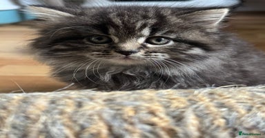 Mixed Breed cats - Advert 2