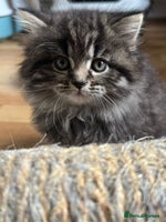 Mixed Breed cats - Advert 9